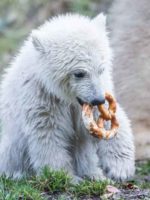 München: Tierpark Hellabrunn