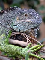Neu-Ulm: Schildkröten- und Reptilienzoo