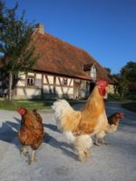 Bad Windsheim: Fränkisches Freilandmuseum