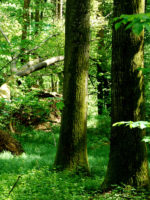 Schwabegg: Natur- und Kulturlehrpfad „Haldenburg“