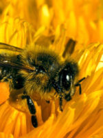 Illertissen: Bienenmuseum