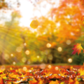 Herbst_AdobeSTock_winyu