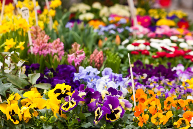 Blumen