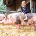 Ein Mädchen reitet auf einem Schwein