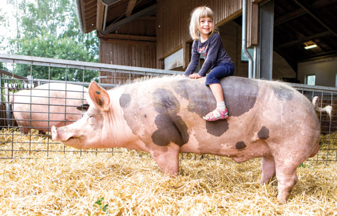 Ein Mädchen reitet auf einem Schwein