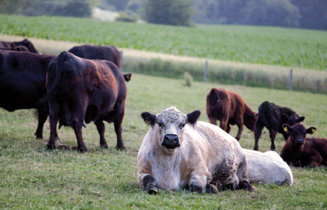 Eine Herde Galloway-Rinder, weißes Kalb im Vordergrund