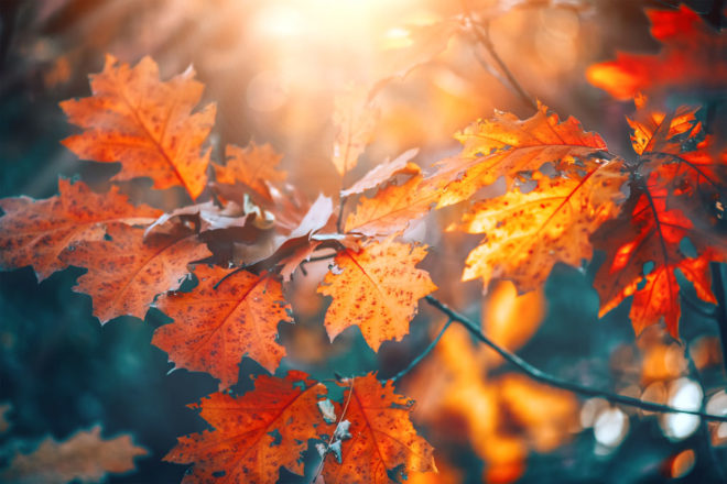 Herbstlaub