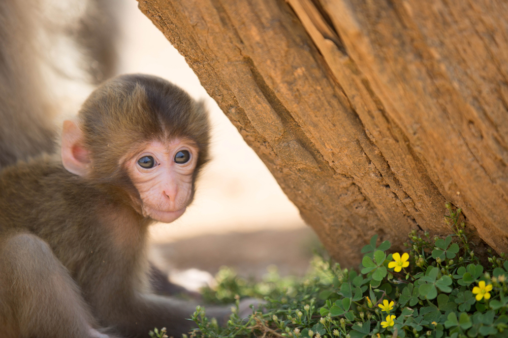 Monkey
