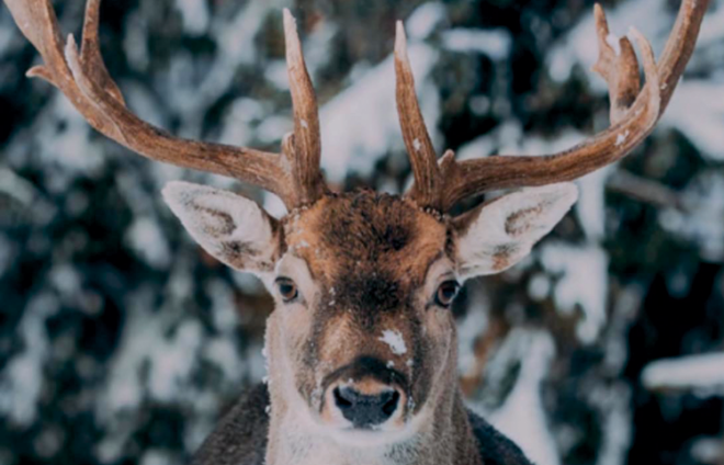 Hirsch schaut in die Kamera