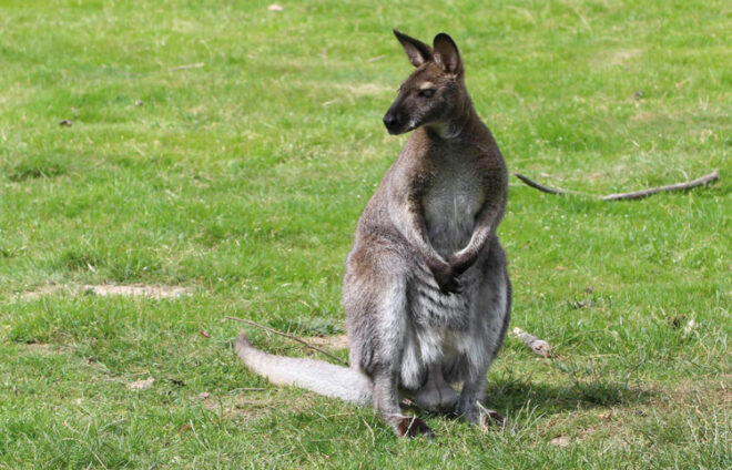 Känguru auf Wiese