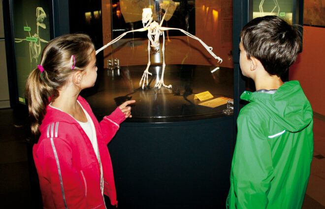 Kinder schauen sich ein Dinoskelett an