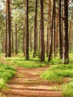 Flutenbach: Klosterwald-Rundwanderweg