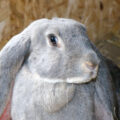 Hase Jexhof