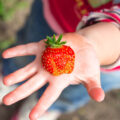 Kinderhand hält Erdbeere hoch