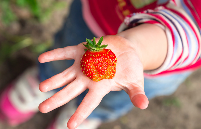 Kinderhand hält Erdbeere hoch