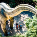Diplodocus-Saurier im Dinomuseum Altmühltal