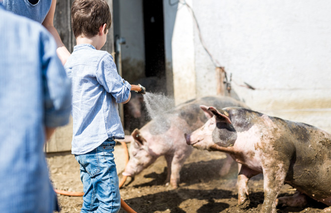 Ein Kind duscht Schweine mit einem Wasserschlauch ab