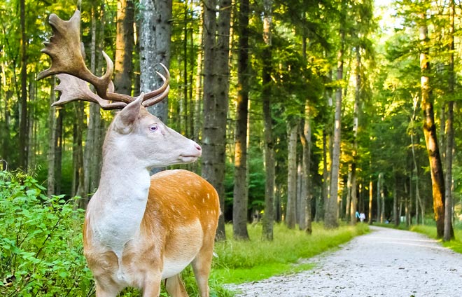 Hirsch Pössinger Au