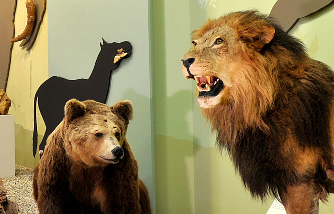 Bär und Löwe im Naturmuseum Augsburg