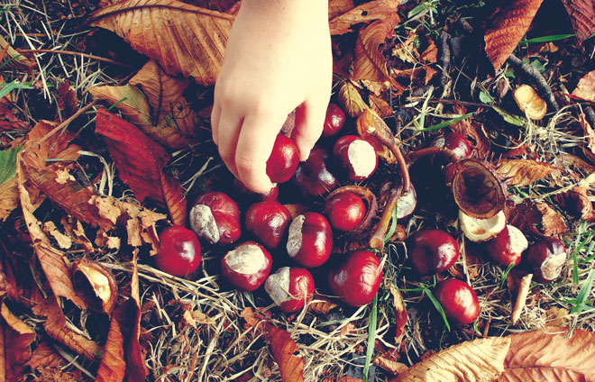 Kastanien Herbst Kinderhand