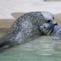 Seehund Zoo Augsburg