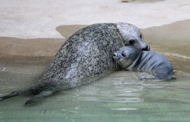 Seehund Zoo Augsburg