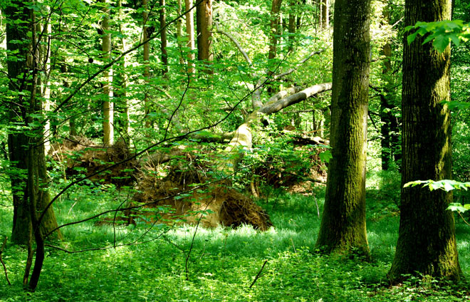 Wald Haldenburg