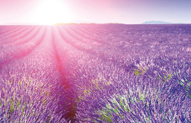 Lavendel Feld Sonne Licht