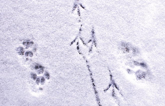Schneespuren Tierspuren Schnee Winter Natur