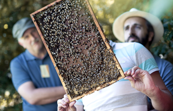 Mellifera Imkerkurs Honig Bienen