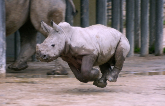 Nero Zoo Augsburg