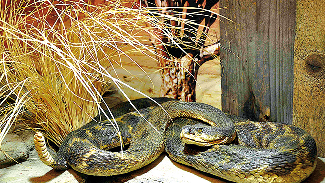 Naturmuseum Augsburg Schlange