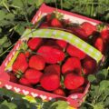 Mahls Obsthof Erdbeeren