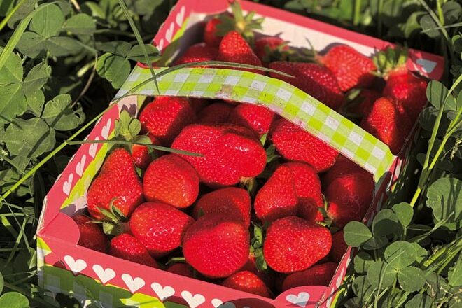 Mahls Obsthof Erdbeeren