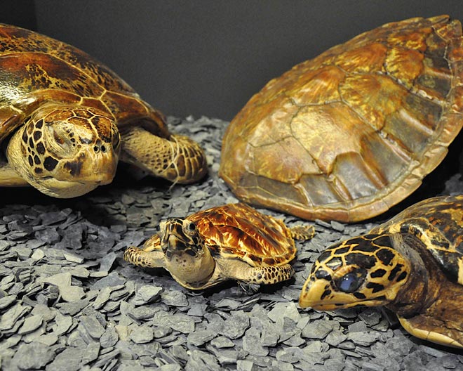 Sonderausstellung Schildkroeten