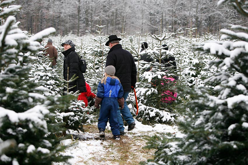 Baum schlagen Gut Mergenthau