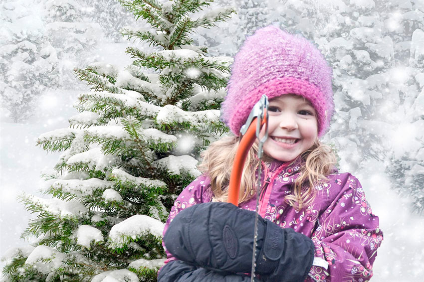 Tannenhof Oberweilbach Verkauf + Christbaumschlagen