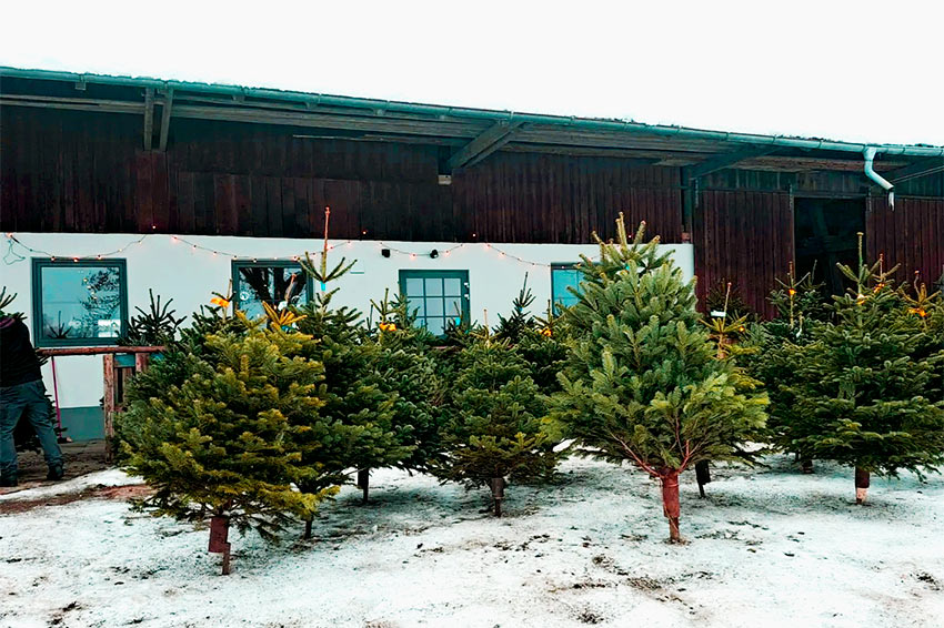 Hof-Ständle Christbaumverkauf