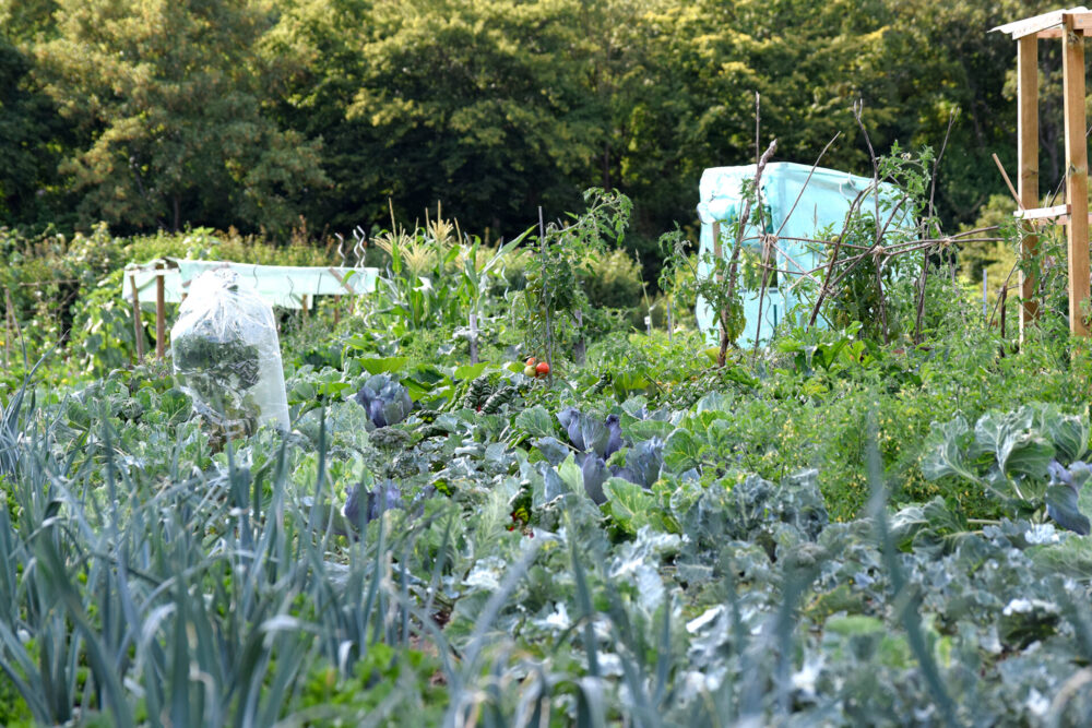 Gemüse Selbsternte Augsburg