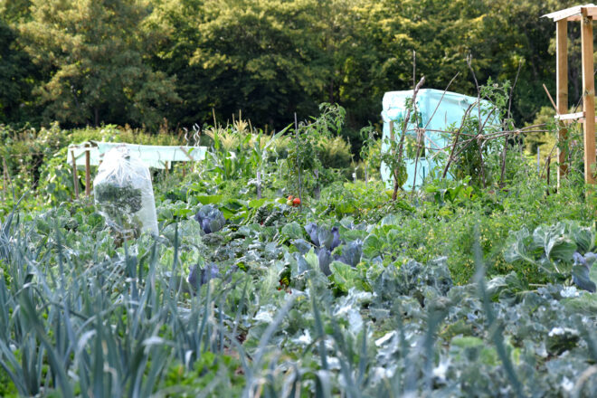 Gemüse Selbsternte Augsburg