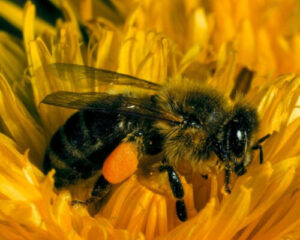 Bienenmuseum Illertissen