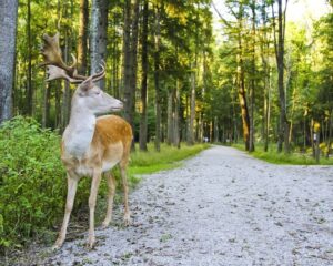 Hirsch Wildpark Pössinger Au