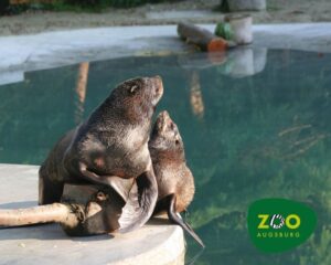 Seebären Zoo Augsburg