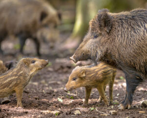 Wildschweine Tierpark