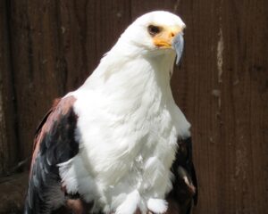 Greifvogelpark Menter