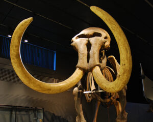 Museen liesLotte
